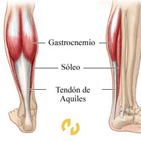 Diagrama mostrando los músculos de las piernas y la espalda baja activados al caminar hacia atrás