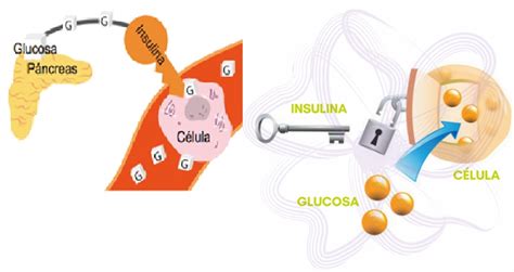 Esquema de cómo el cuerpo procesa la glucosa e insulina en personas con y sin diabetes