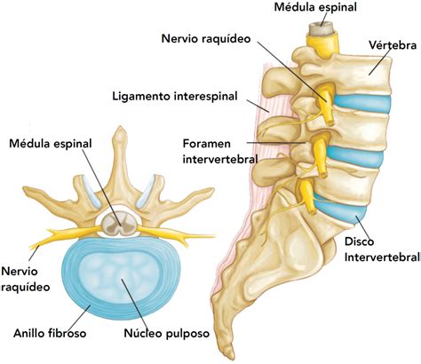 Esquema anatómico de la columna vertebral lumbar, cono medular y raíces de la cola de caballo