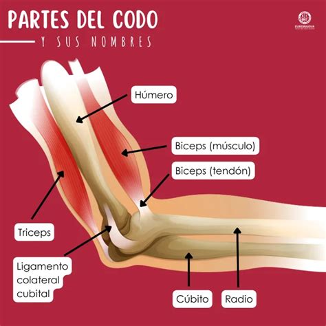 Esquema anatómico del codo humano