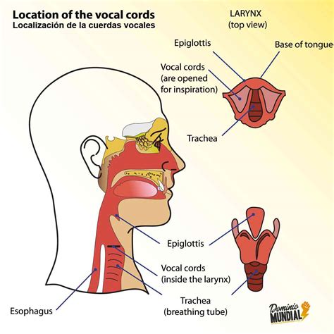Esquema de la anatomía de la laringe y las cuerdas vocales