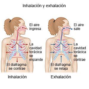 Esquema del proceso de inhalación de sílice y su impacto en los pulmones, mostrando la fibrosis