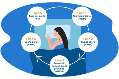 Esquema de las etapas del ciclo del sueño humano