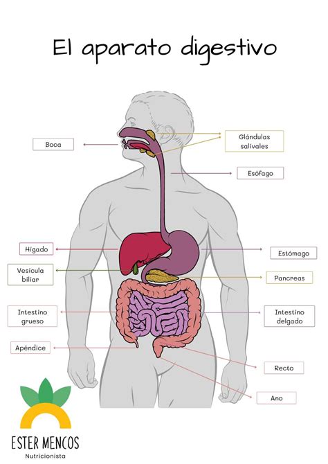 Esquema del aparato digestivo humano señalando los órganos