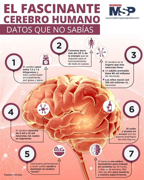 Infografía: Cerebro humano señalando áreas de la atención y sus funciones