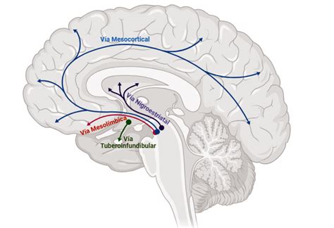 Esquema de las vías neurológicas involucradas en el control vesical