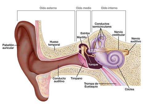 Diagrama de las partes del oído y dónde ocurren los diferentes tipos de hipoacusia (conducción, neurosensorial, mixta)