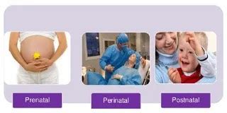Diagrama que ilustra las diferentes etapas (prenatal, perinatal, postnatal) y los factores de riesgo asociados a la discapacidad intelectual.